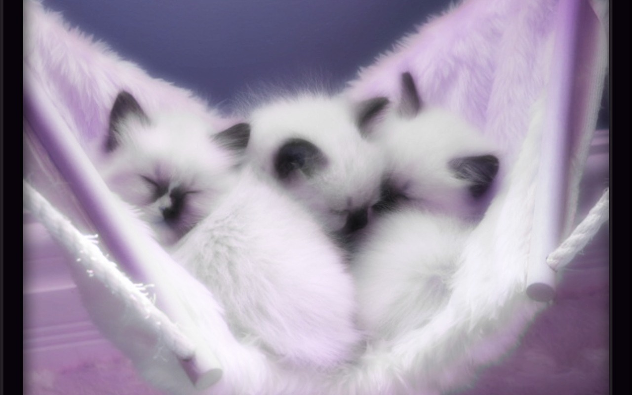 Kittens Image Cute HD Wallpaper And Background Photos