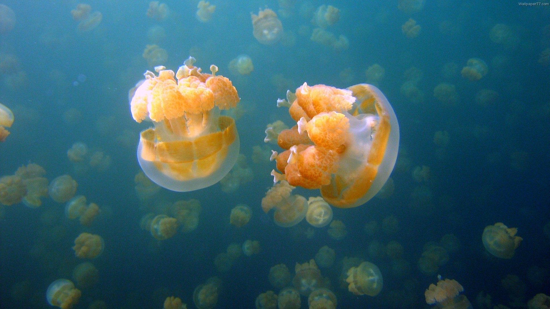 HD Wallpaper Jellyfish Fish Image Ocean Photo Photograph Pic