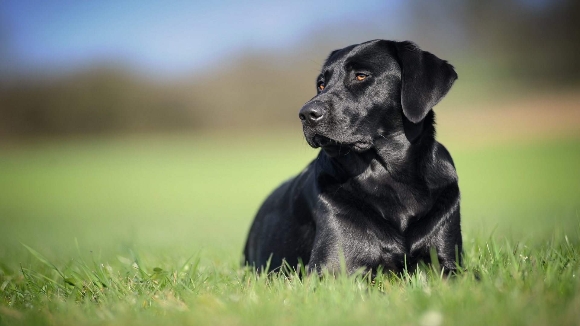 Muzzle Blur Grass Dog Animal Labrador Retriever 4k Ultra HD Wallpaper By Uwe Kast