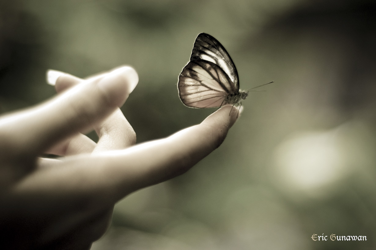 Butterfly Flying Away From Hands HD Wallpaper Background Image
