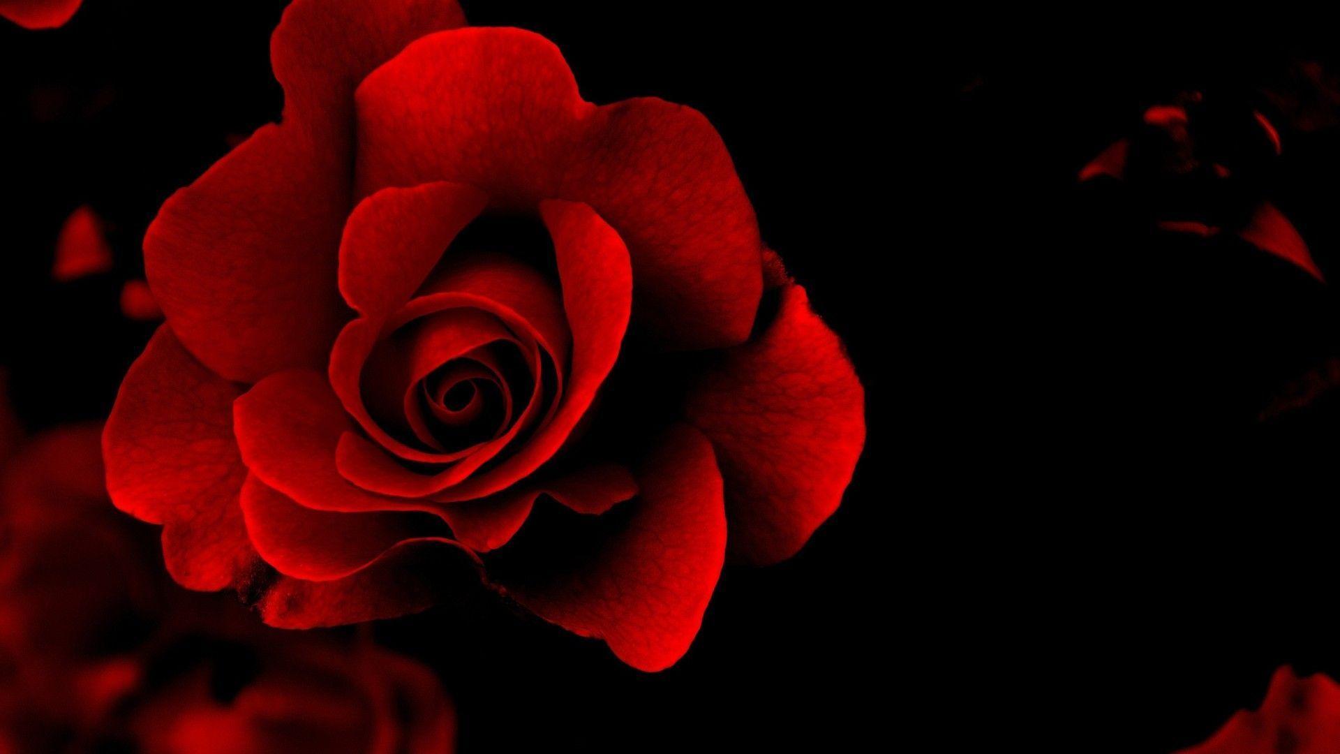 Red Roses Wallpaper For Desktop