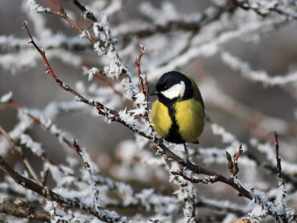 Beautiful Birds in Winter Wallpapers cini clips