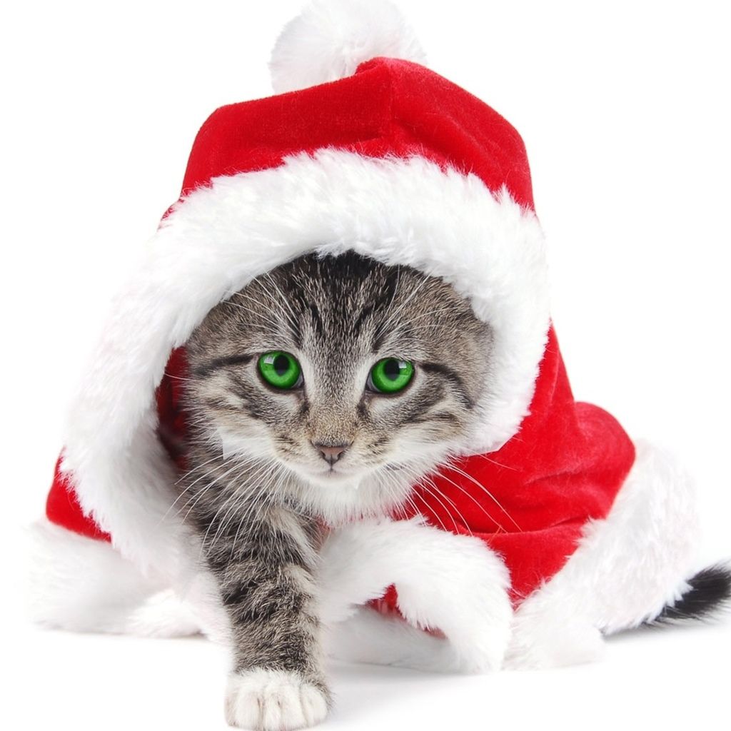 🔥 Download Cute Kitty Cat Christmas Wallpaper Dress Up As Santa by