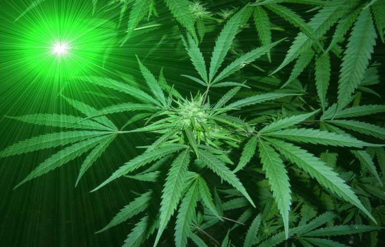 Ganja Marijuana Green Light Love HD Weed Wallpaper