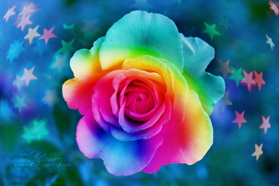 Rainbow Rose by Sireysi on