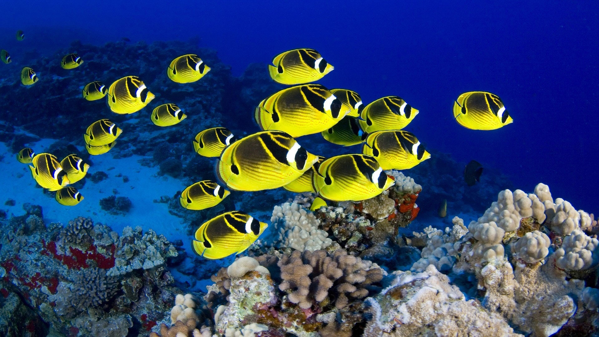 Top Beautiful Fish Photos Colorful Exotic HD Sea