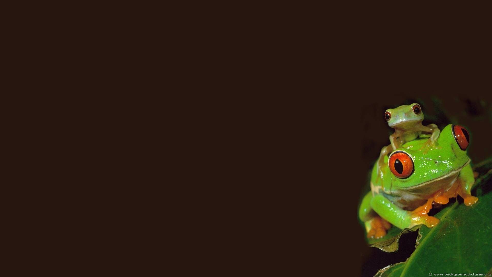 Frog HD Wallpapers High Quality Wallpapers