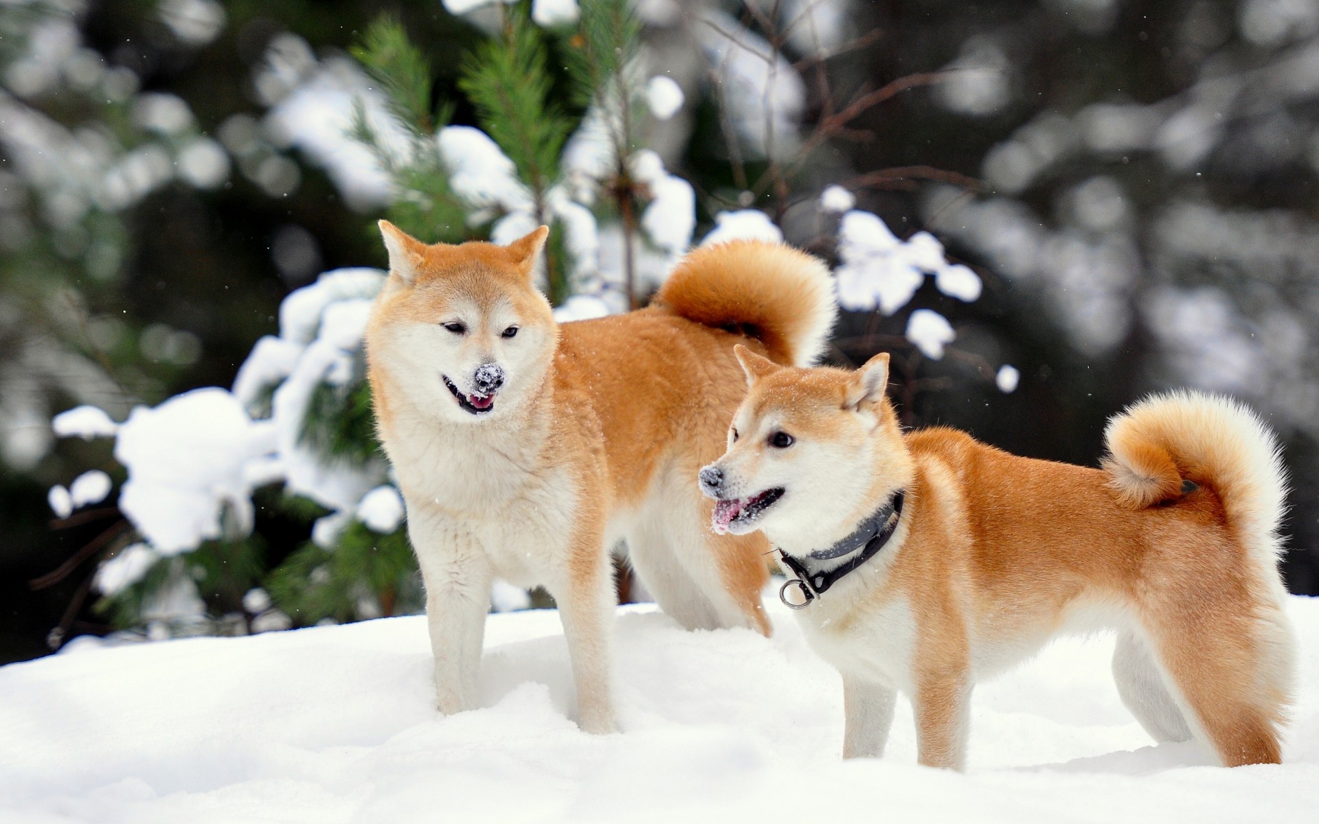 Shiba Inu Winter Snow Wallpaper