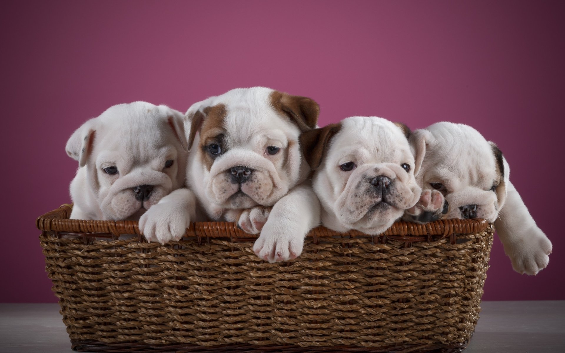 Dog Puppy Animal English Bulldog HD Wallpaper