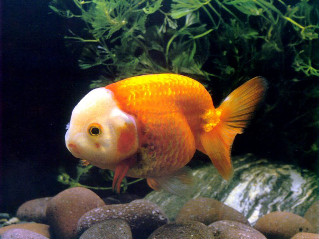 Chinese Goldfish Wallpaper Pet Gold