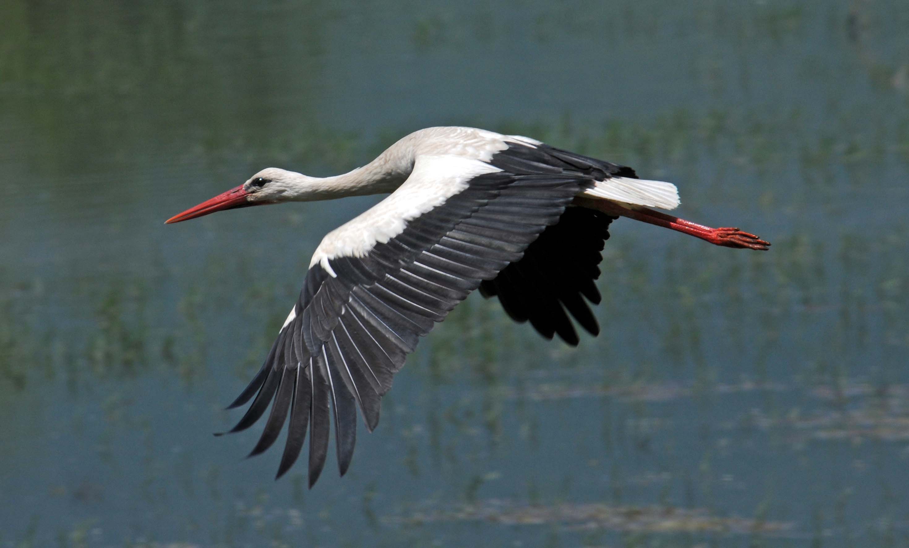 Stork History And Some Interesting Facts