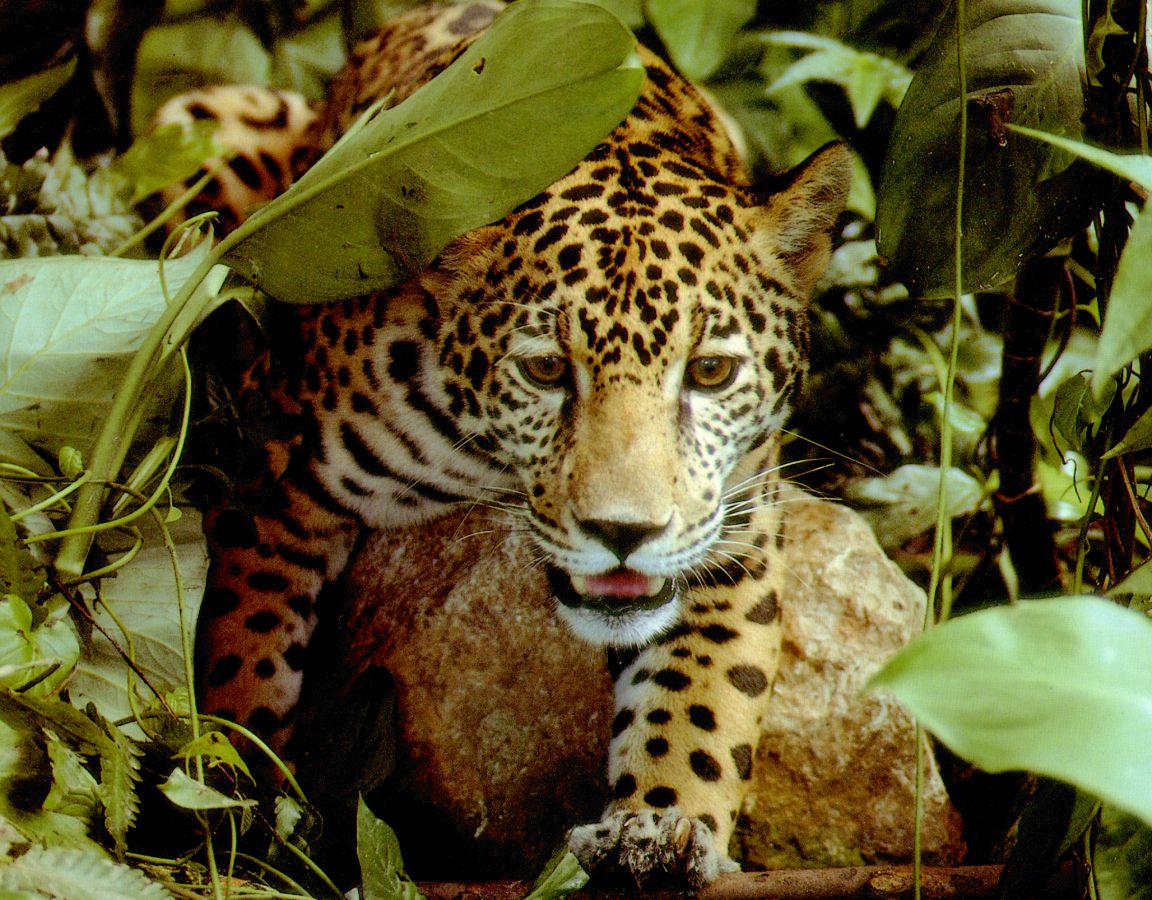 Humen Creations Nature Wallpaper Amazon Rainforest