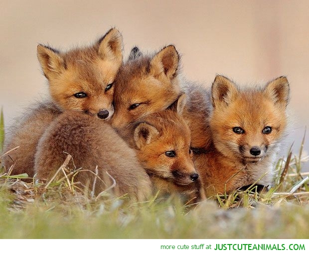 Nothing Found For Animals Baby Fox Animal
