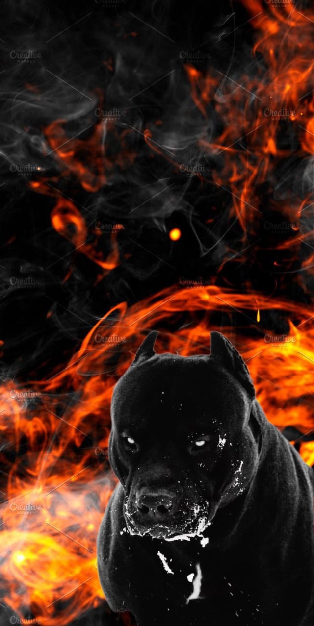Black Pitbull Wallpaper