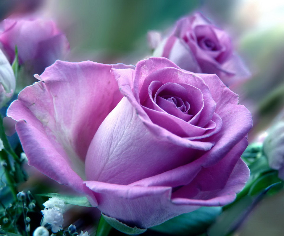 The Zedge Purple Rose Mobile Wallpaper For Android Phones