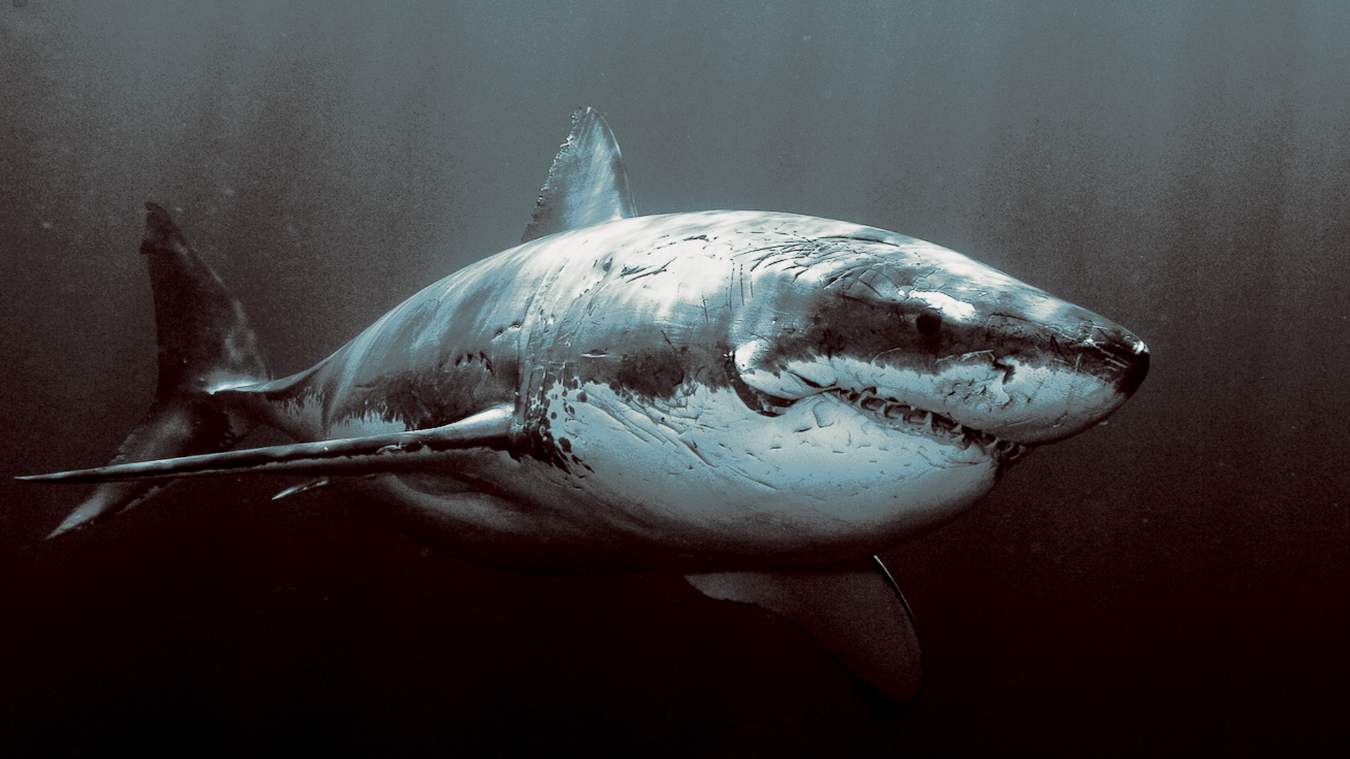 Shark Wallpaper HD