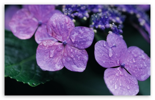 Purple Hydrangea Wallpaper