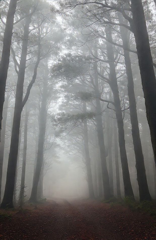 Foggy Forest Wallpaper
