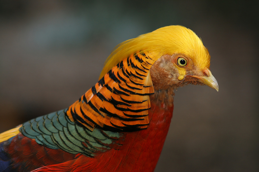 Golden Pheasant Wallpaper Animal Hq