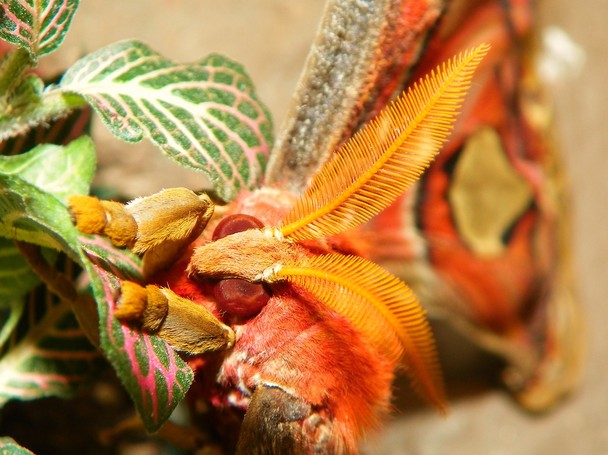 Atlas Moth National Geographic Photo Contest