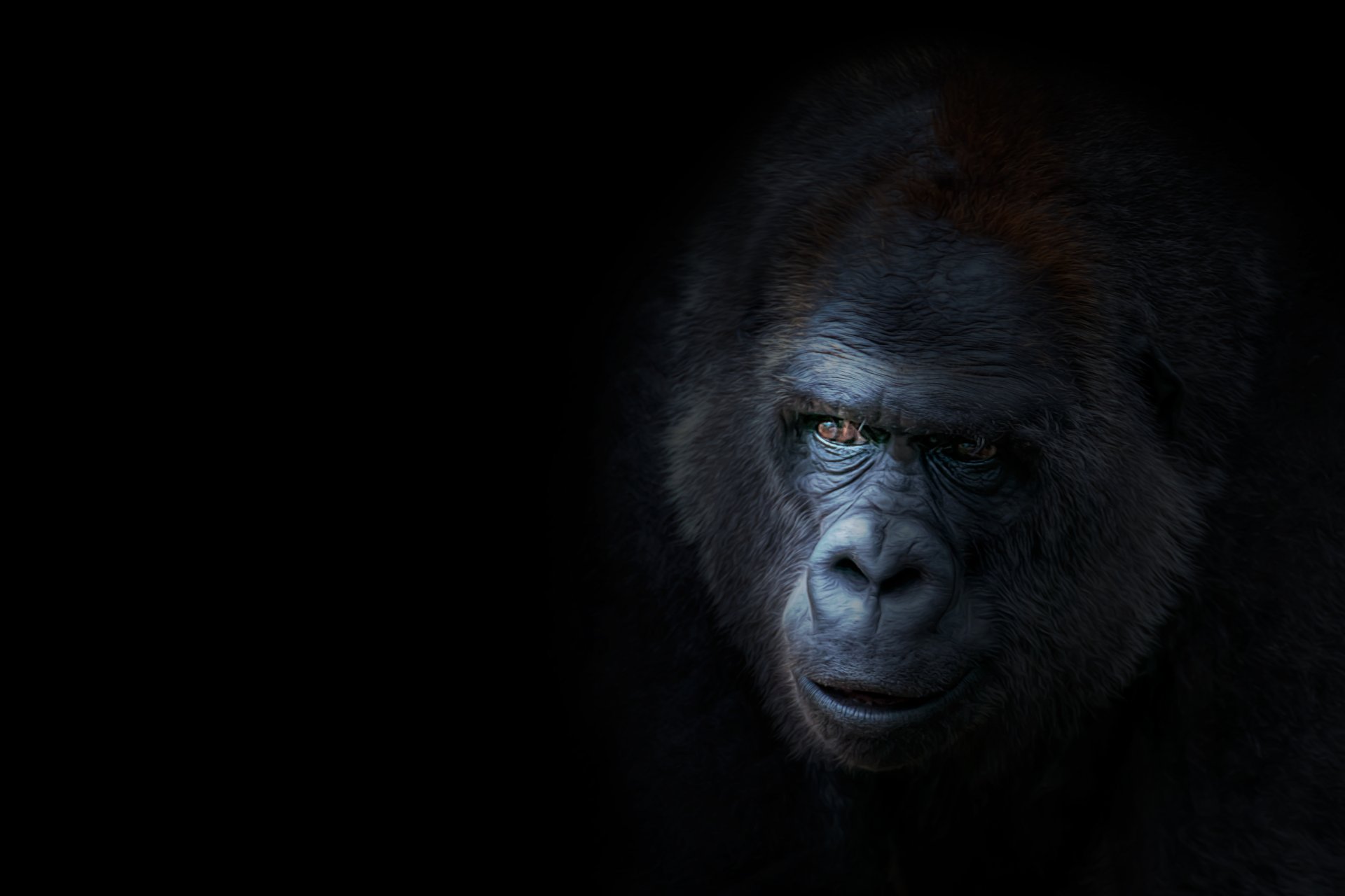 Close-up portrait of a gorilla against a dark background, highlighting its expressive eyes and facial features