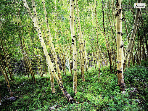 birch forest scenery wallpaper Flickr   Photo Sharing 500x375