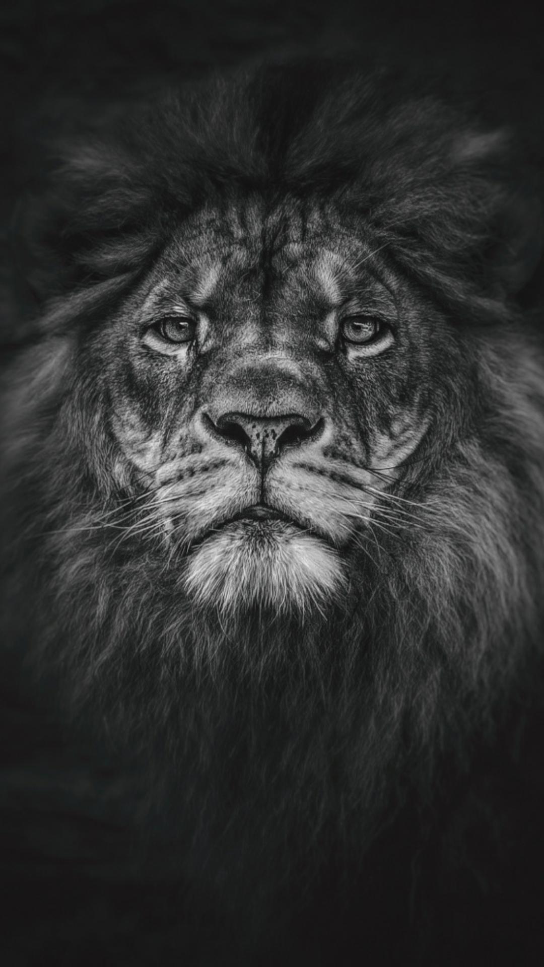 Lion Wallpaper HD For iPhone Teahub Io