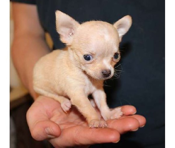 Teacup Puppies Texas For Sale