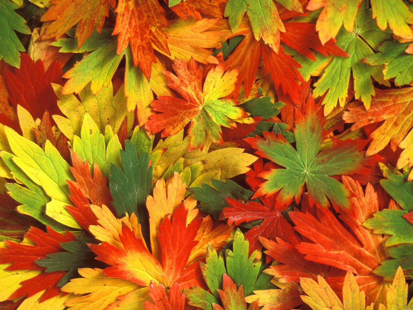 Awesome Autumn Leafs Golden Red Shadow Yellow Leaf Falling