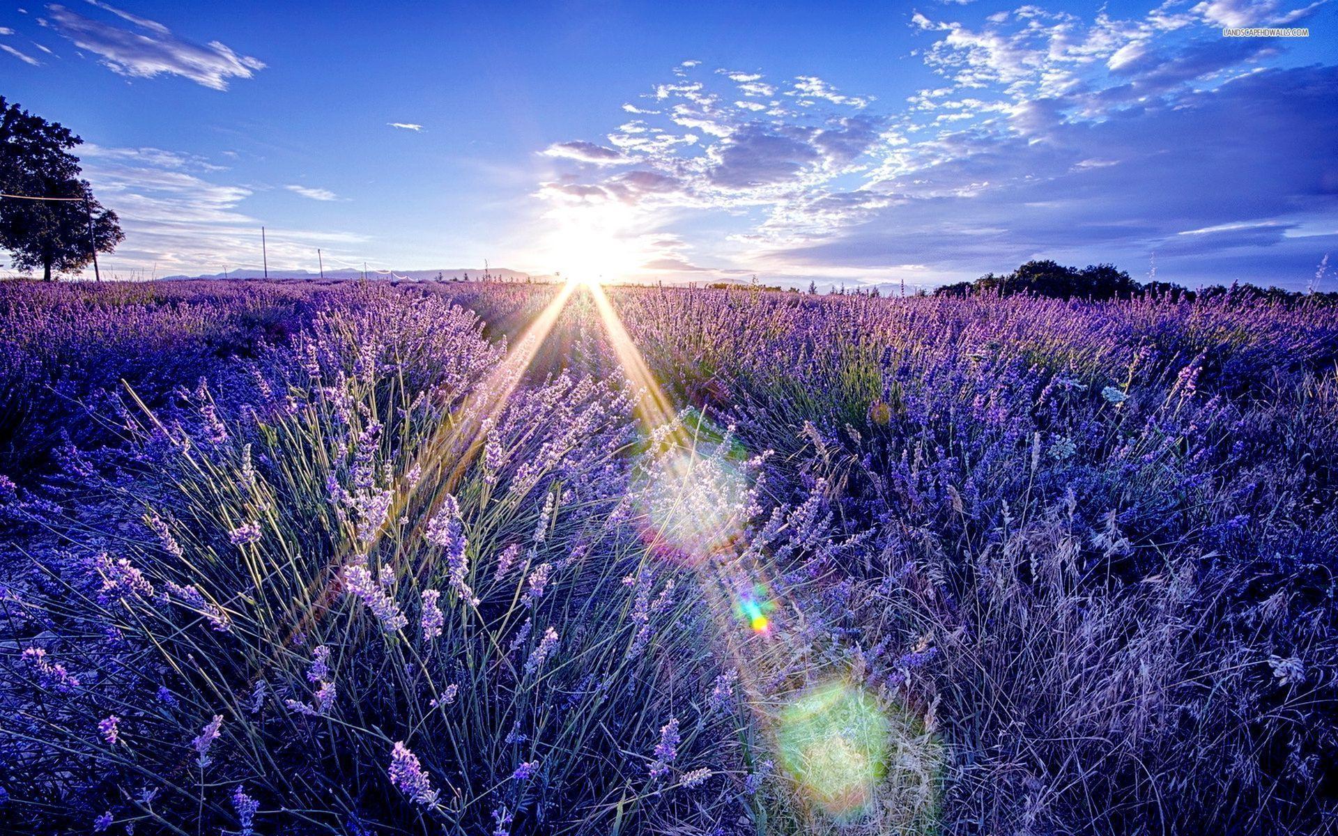 Lavender Wallpaper
