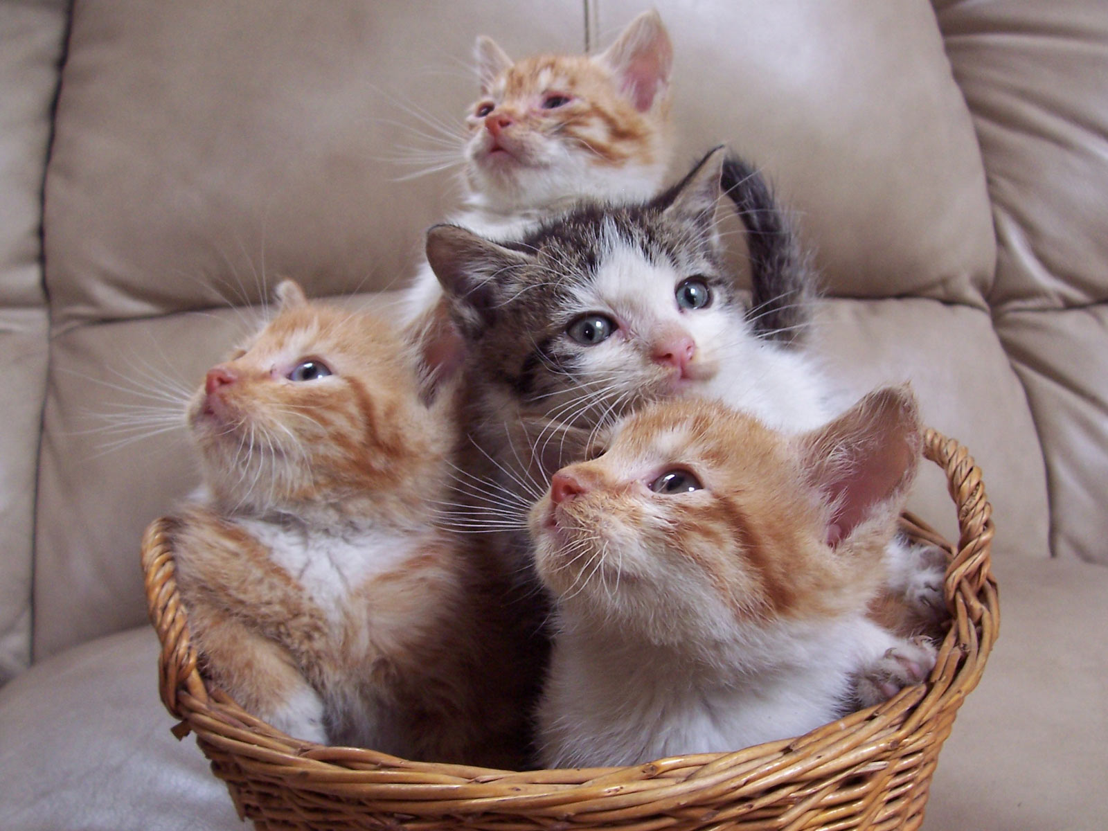 Cat Desktop Wallpaper