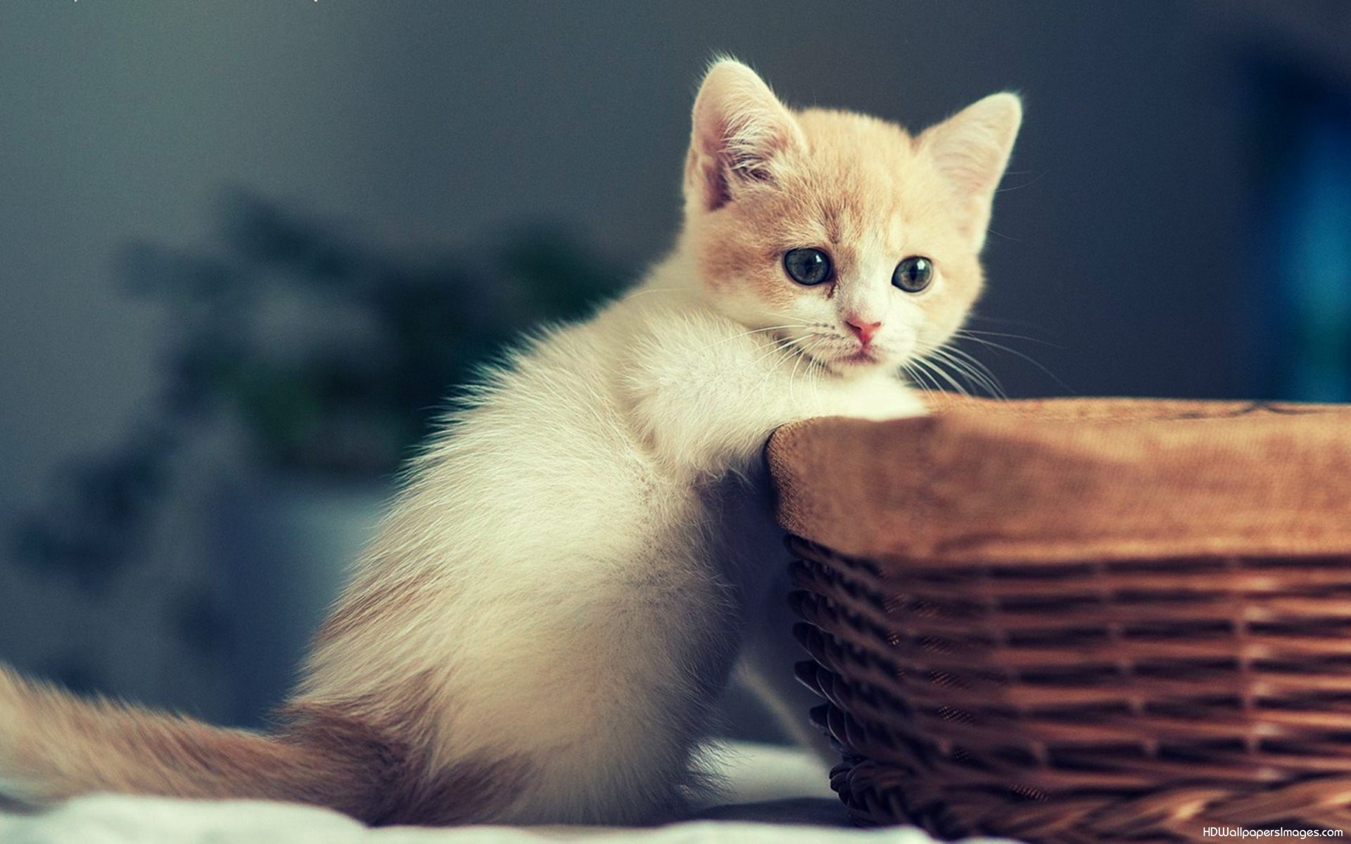 Cute White Cat HDwallpaper4u