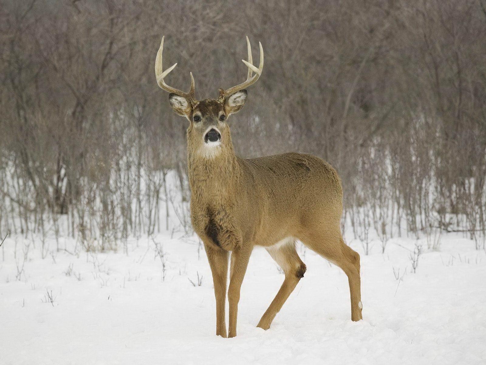 Deer in the snow wallpapers and images   wallpapers pictures photos 1600x1200