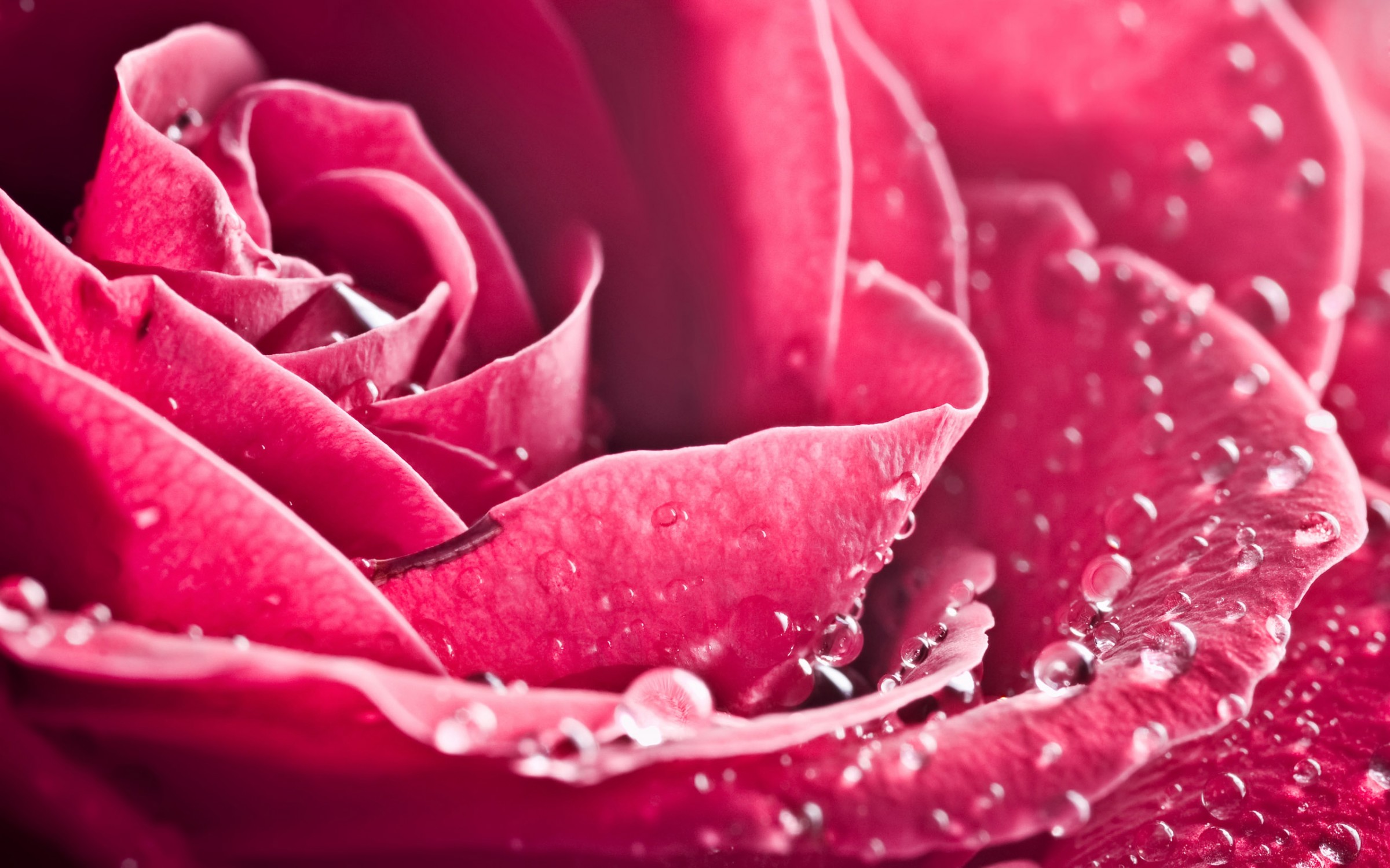 Beautiful Roses HD Wallpaper Elsoar