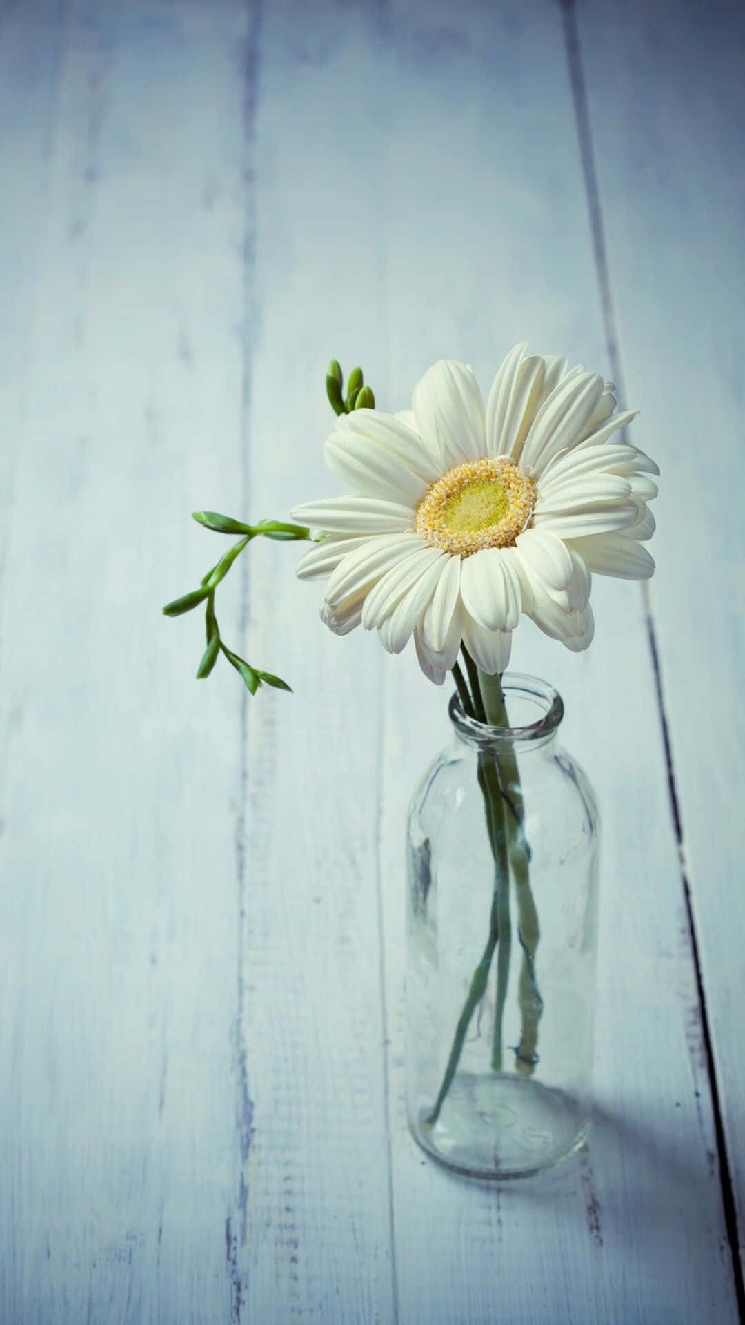 Aesthetic Daisy Wallpaper