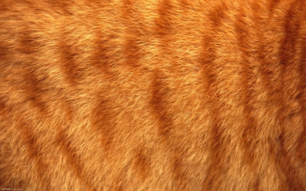 Fur Tiger Wallpaper Desktop