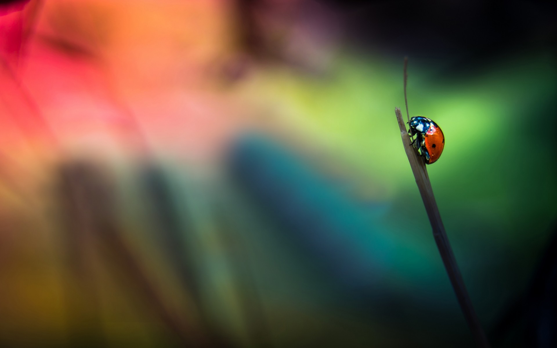 Background Grass Ladybug HD Wallpaper