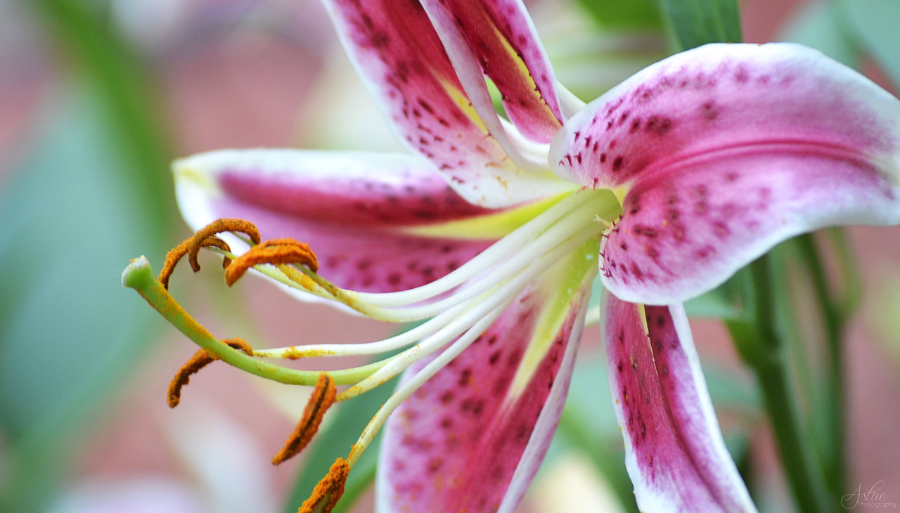 Stargazer Lily By Astuephotography