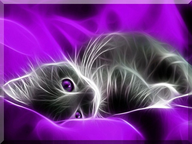 Fractal Kitten Screensaver Wallpaper