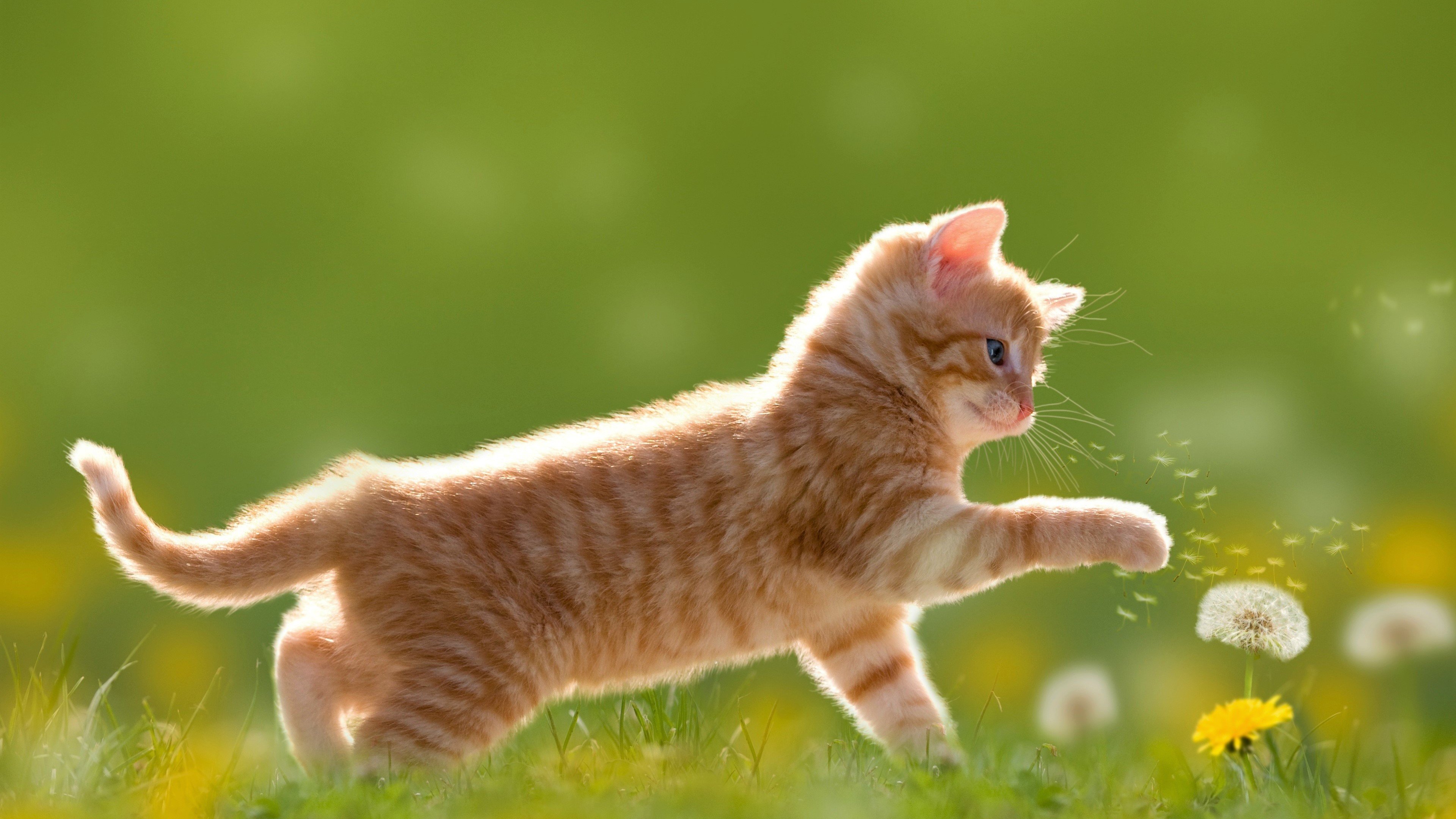 Cute Kitten Face 4K Wallpaper | HD Wallpapers