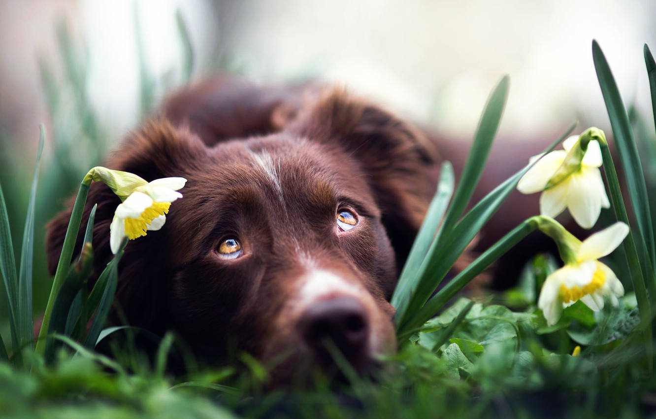 Wallpaper flowers dog daffodils Spring dreams images for