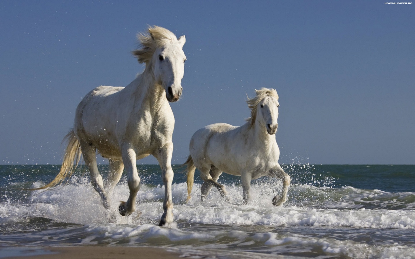 White Horses On The Beach HD Wallpaper