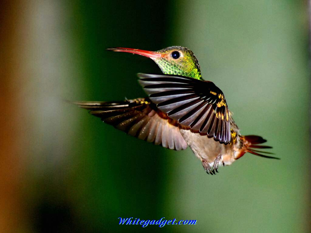 Hummingbird Wallpaper Image Jpg