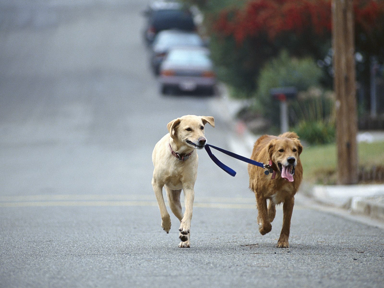 Dog Walking Golden And Yellow Labrador Retriever Mix