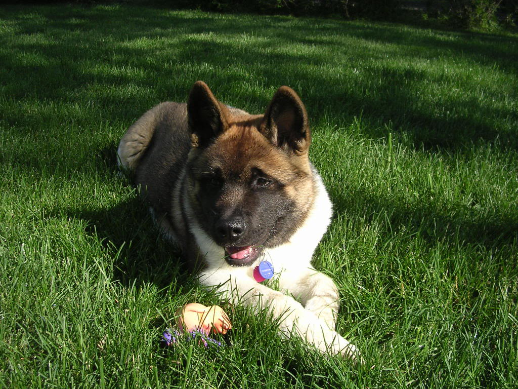 American Akita Resting On The Grass Photo And Wallpaper Beautiful