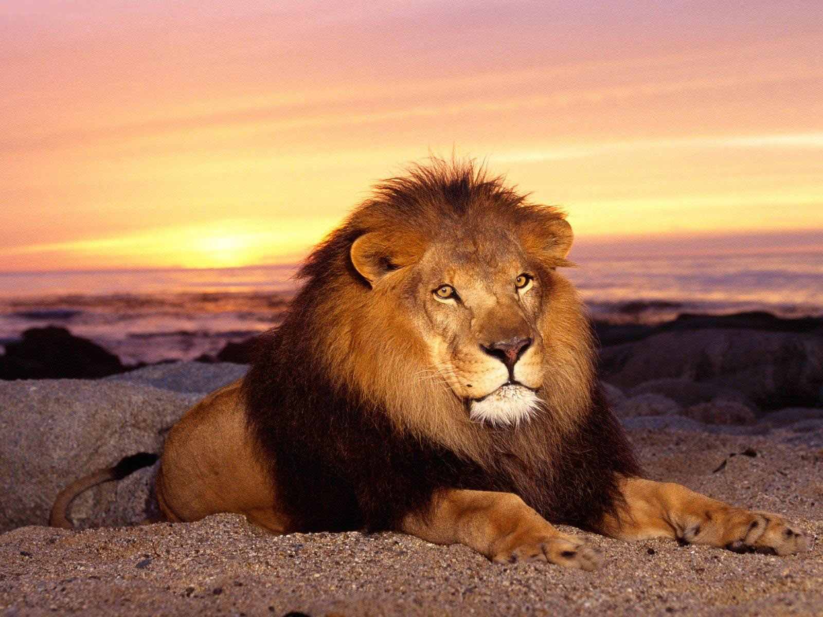 A majestic male lion rests on a sandy beach at sunset, gazing into the distance. The ocean and a colorful sky create a stunning backdrop