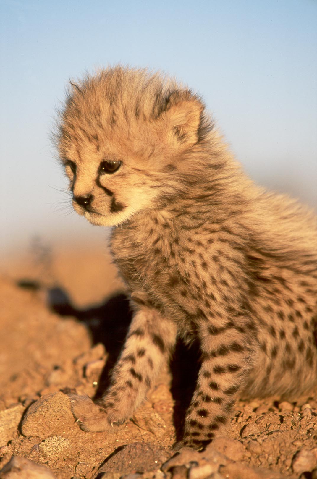 Cute Cheetah Cub Photo
