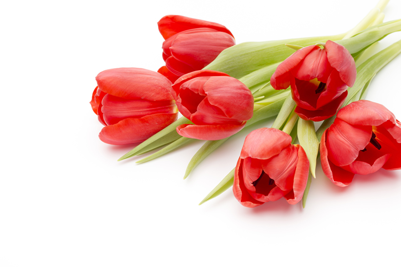 Image Red Tulip Flowers Closeup White Background