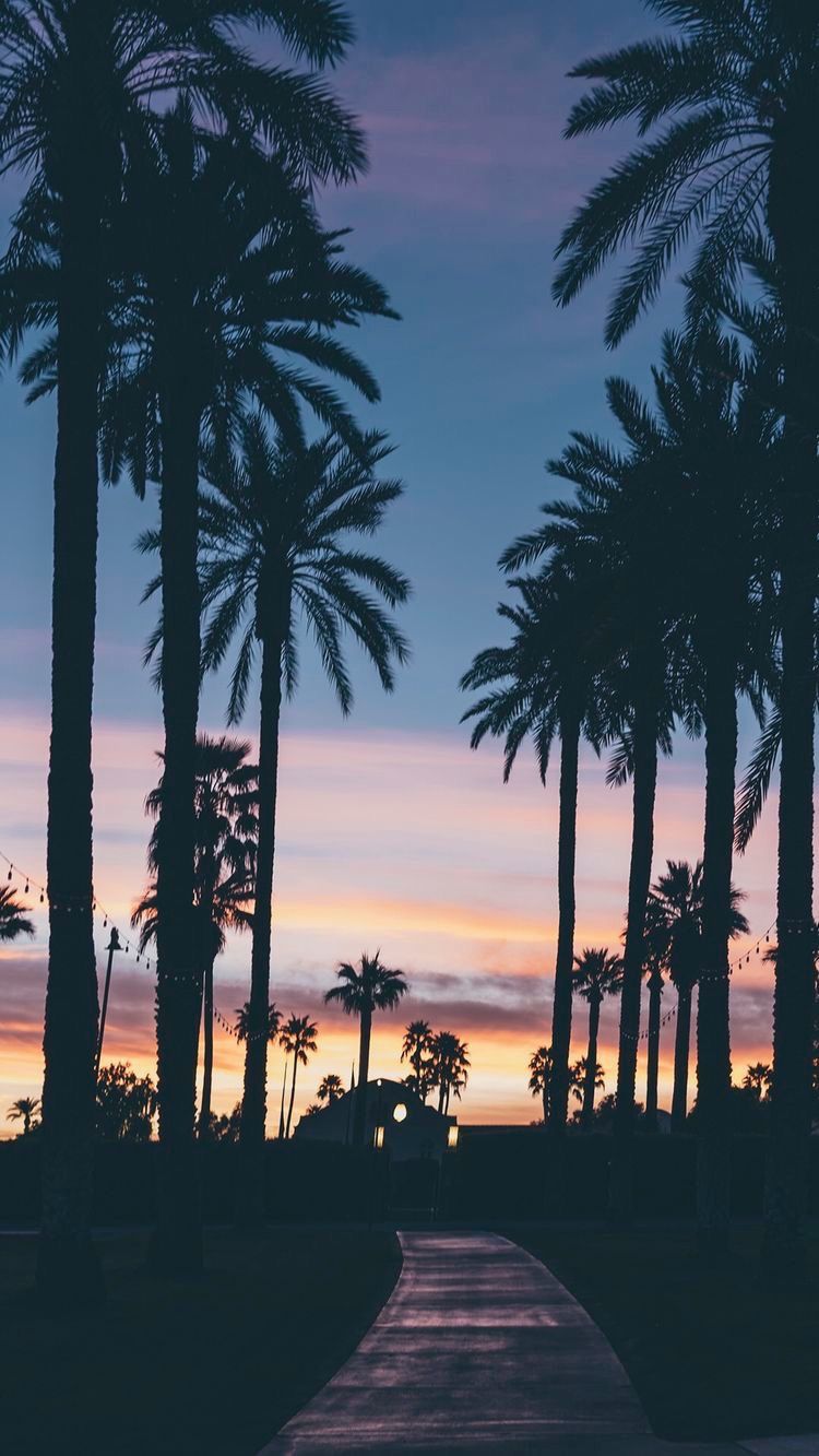 Evening with palm trees Wallpapers Wallpaper Iphone wallpaper