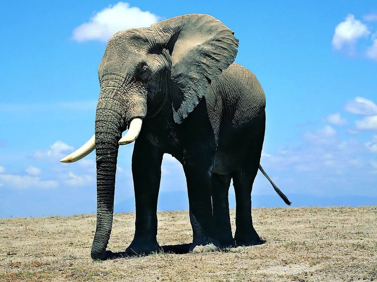 Elephant Wallpaper